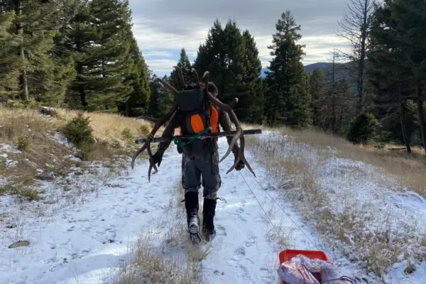 packing out an elk hunt montana