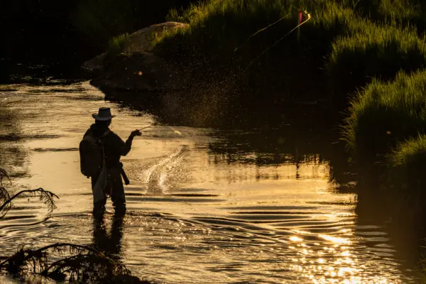 Fly Fisherman Casts Line in Shallow River in Rocky Mountain National Park