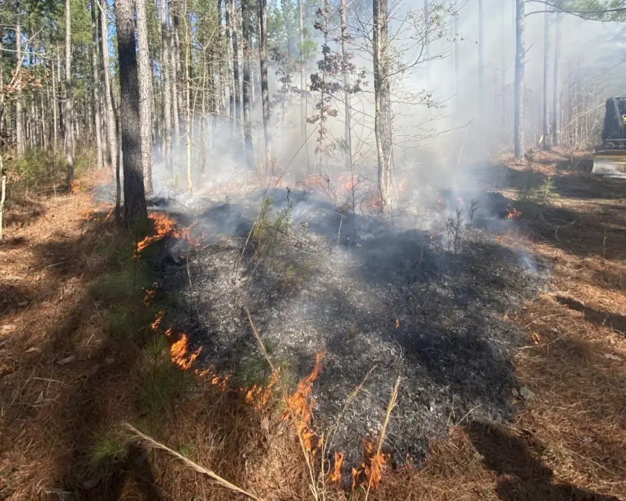 Burning on the forest floor in the Southeast U.S.