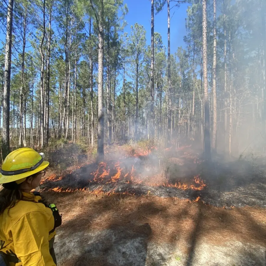 Controlled burn in South Carolina pine forest