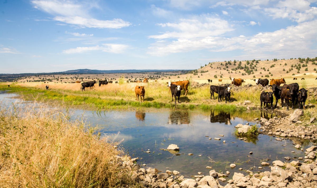 Paulina, Oregon - 8/7/2008:  Cattle at a water hole at a cattle ranch in eastern Oregon near Paulina, Oregon.