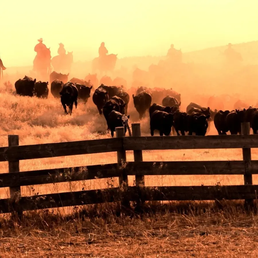 A herd of cattle moves along a dusty path behind a wooden fence, with several cowboys on horseback guiding them through the golden light of sunrise or sunset.