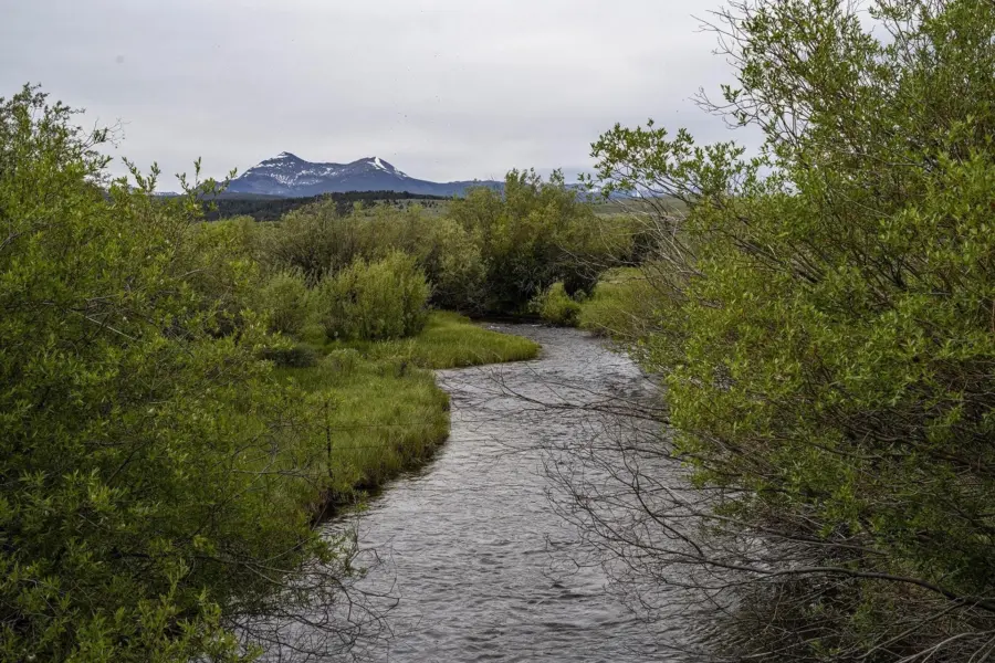 A winding stream flows through lush green bushes and grass, with distant snow-capped mountains under a cloudy sky in the background.