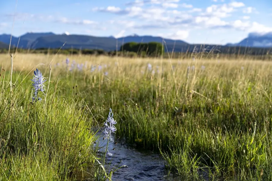 A small stream flows through a grassy meadow with tall yellow-green grass and clusters of light purple wildflowers under a bright sky with distant mountains in the background.