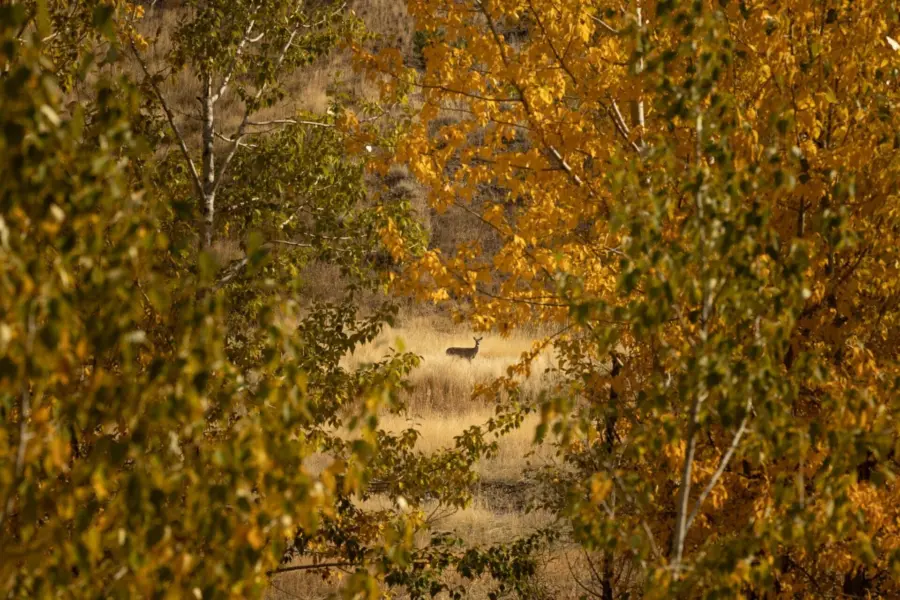 A deer stands in a sunlit clearing, partially framed by trees with green and golden autumn leaves in the foreground. The scene has a warm, natural, and peaceful atmosphere.