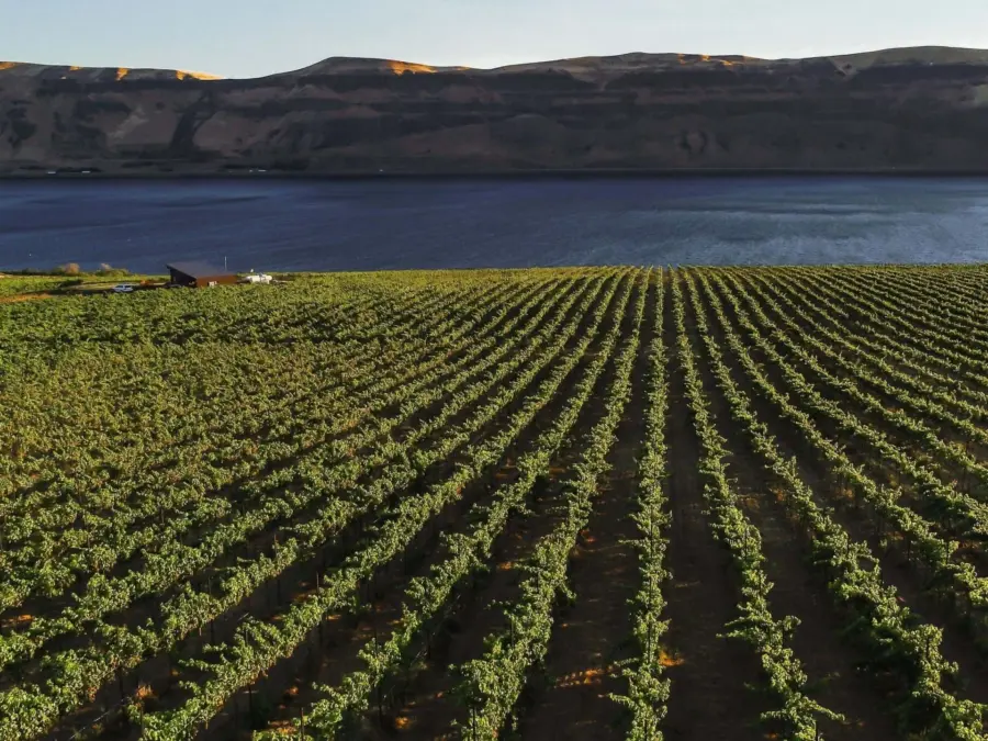 Rows of grapevines stretch across a vineyard, bordered by a calm river or lake, with hills rising in the background under a clear sky.