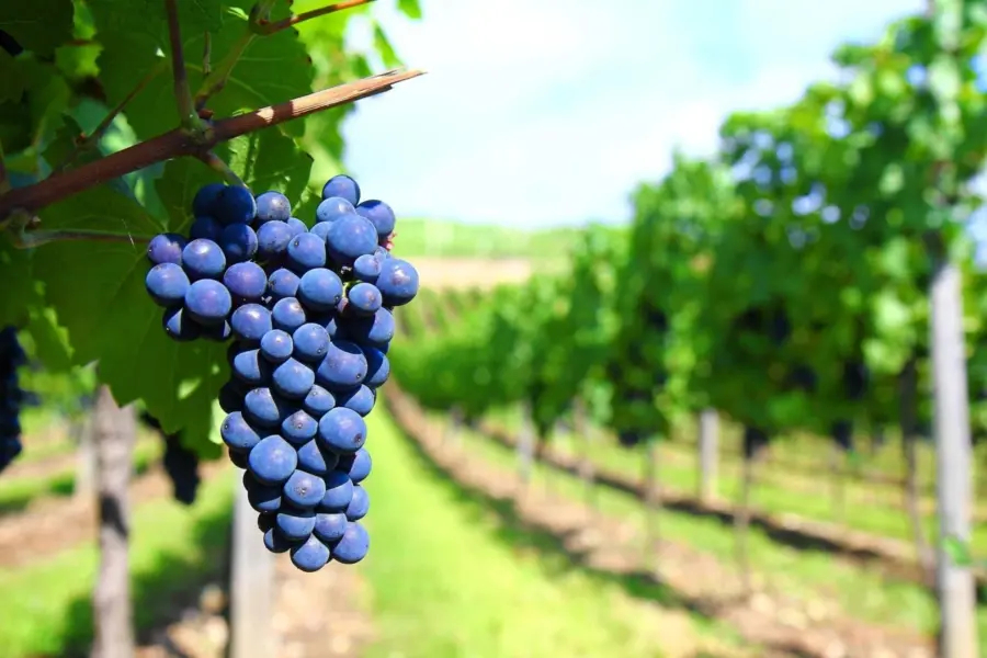 A close-up of a ripe cluster of purple grapes hanging from a vine, with rows of grapevines and green leaves stretching into the background under a bright sky.