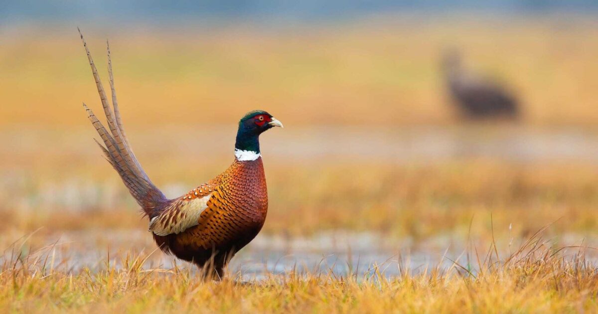 What is the South Dakota State Bird