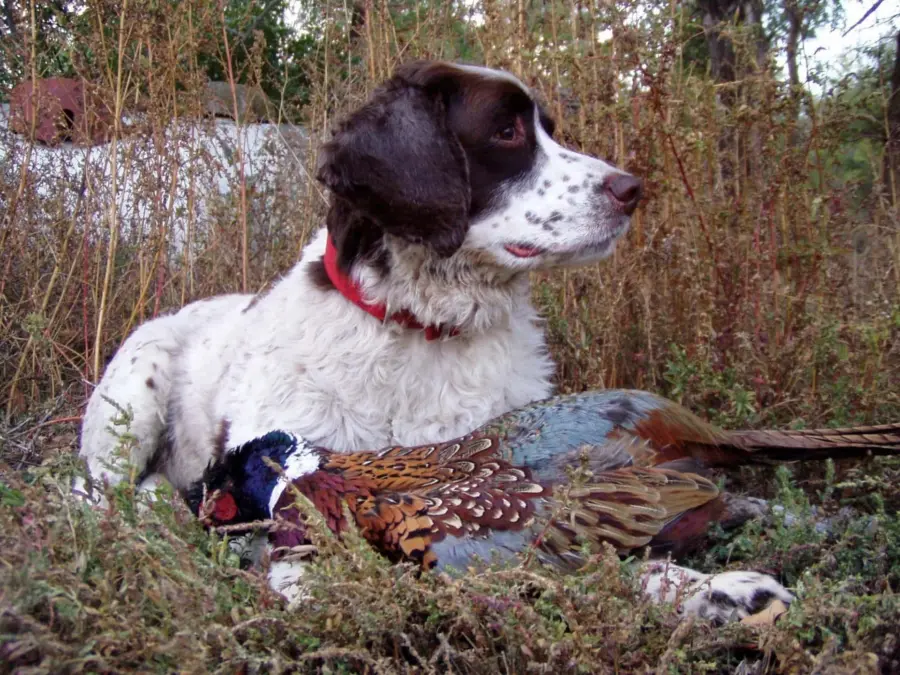 A brown and white dog with a red collar lies in tall grass, resting its head near a colorful pheasant on the ground. The dog looks alertly to the side.