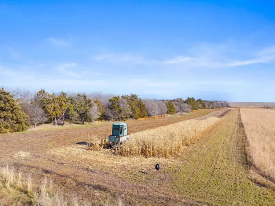 A green combine harvester works in a cornfield, partially harvested, with rows of corn and surrounding grassy fields under a clear blue sky. Trees line the left side of the image.