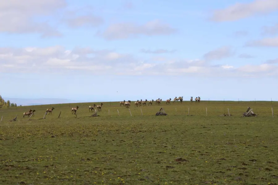 A herd of elk runs across a grassy hill under a partly cloudy sky, with scattered logs and a wire fence in the foreground.