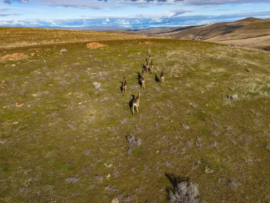 A group of deer run across a grassy, rolling hillside under a partly cloudy sky, with distant hills and open landscape visible in the background.
