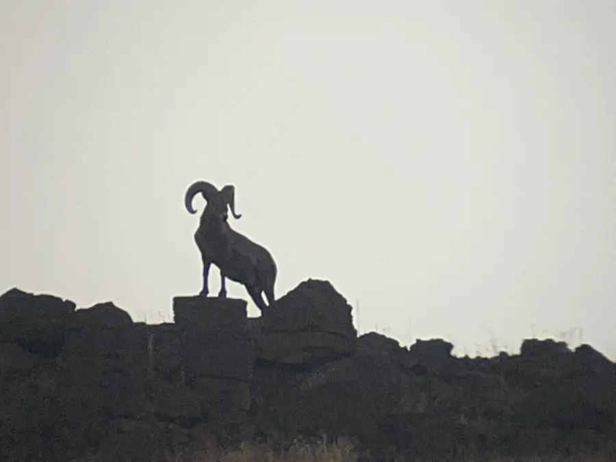 A silhouette of a wild goat with curved horns stands on rocky terrain against a pale sky, creating a dramatic and striking outline in the landscape.