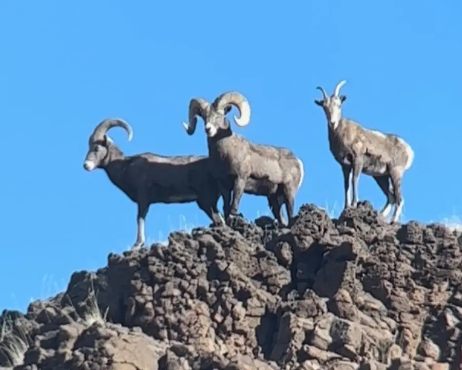 Three bighorn sheep stand on a rocky hillside under a clear blue sky, with their curved horns prominently visible.