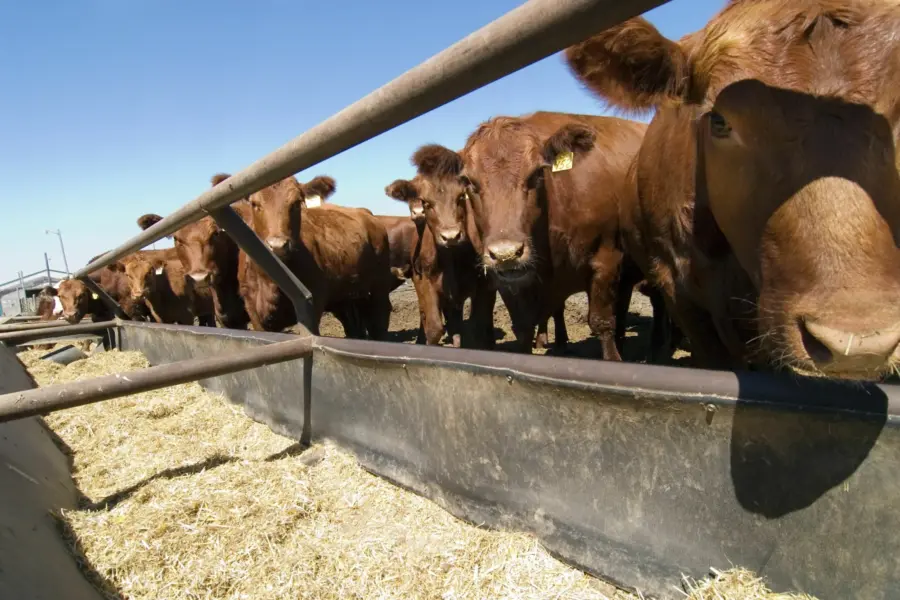 A group of brown cows stands closely together at a feeding trough filled with straw or hay, under a clear blue sky on a farm. The perspective is low and close to the cows, emphasizing their faces and bodies.